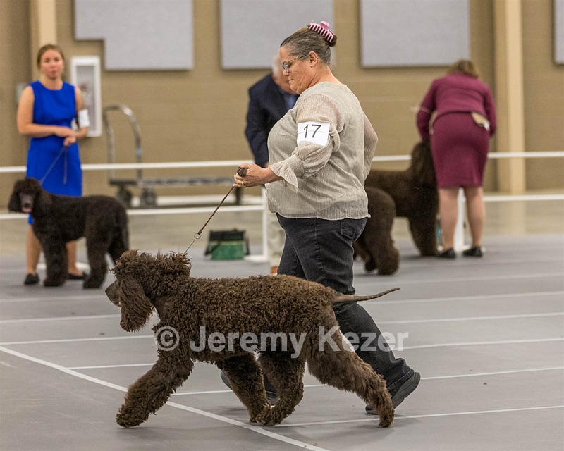 17 - Ballyhoo’s V Finnegan Mcneill BN FDC CA BCAT DS DJ CGCA TKN VHMA JH JHU WD