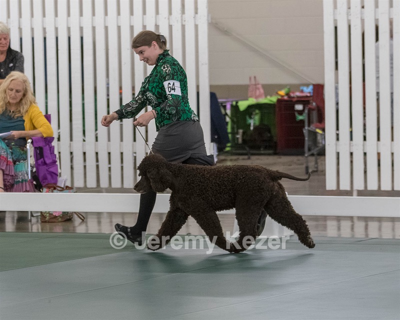 64 - GCH CH CAT N PATS LUCK BE A LADY RN CAX CGC