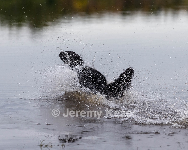 Splash Nettleton-Smilas
