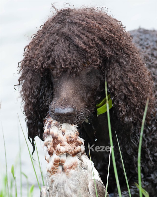 Fiona Kezer
