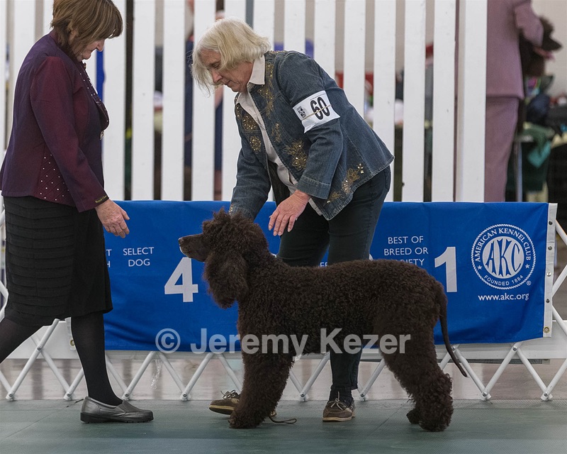 60 - CH CAT'S SISTER SARAH BROWN CA CGCA