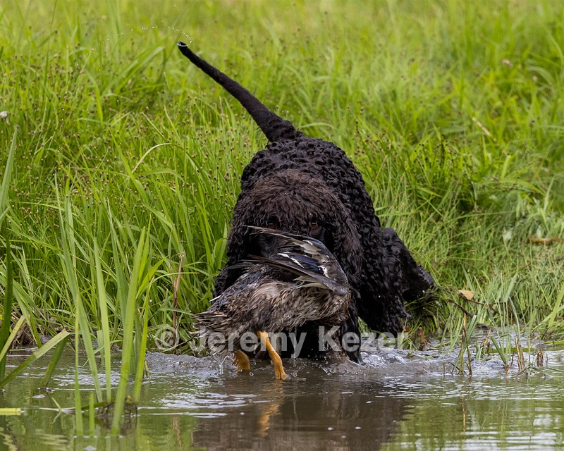 Ghillie Kezer
