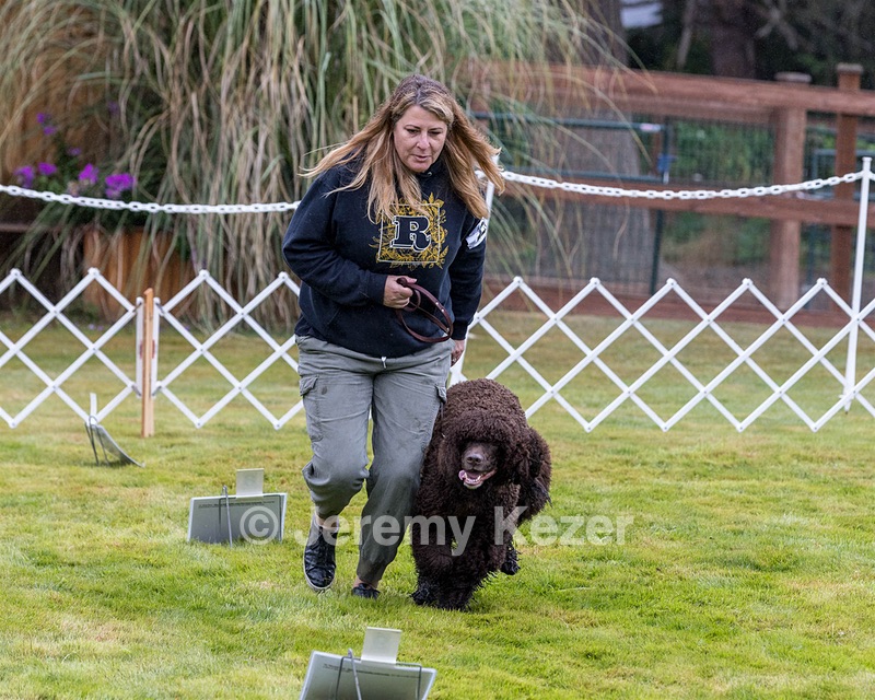 2204 - GCH CH BREKKON'S FIRST MARK CGC