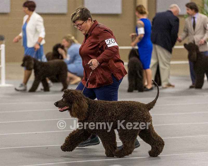 204 - CH Brekkon’s Brown Eyed Girl At Flintcrest DJ CGC TKN FTI