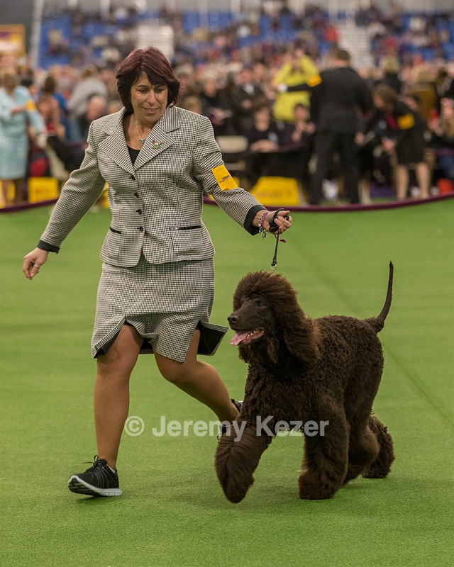 10 - GCH CH Chantico's Shelter From The Storm RN OF AX OAJ CD (Reef)