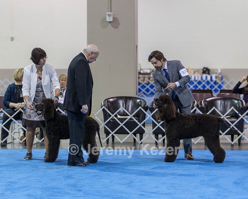 17 - GCH CH Quiet Storm My Boy's Wicked Smart  CGCA TKA (Bayes)