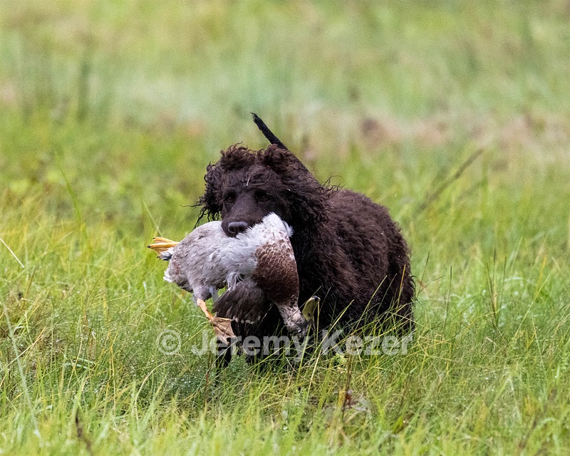 Ghillie Kezer