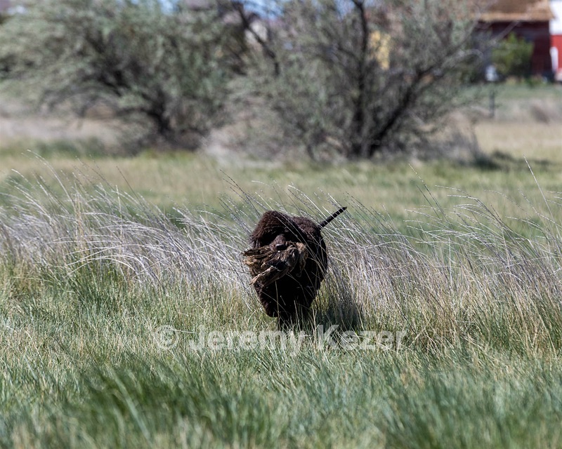 Ghillie