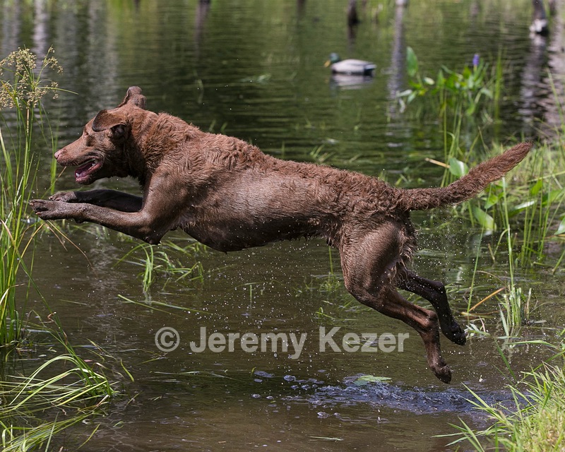 Monster Zajchowski