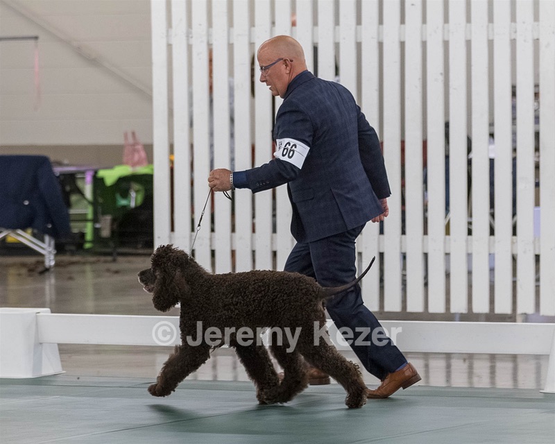66 - GCH CH BLACKTHORN'S KEEVA CROMPTON AX AXJ XF RN CGC (Keeva)