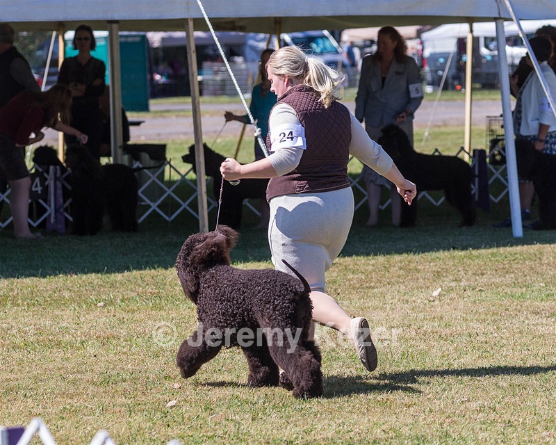 24 - GCH POOLE'S IDE SAY NO MORE CD RN CGC (Simone)