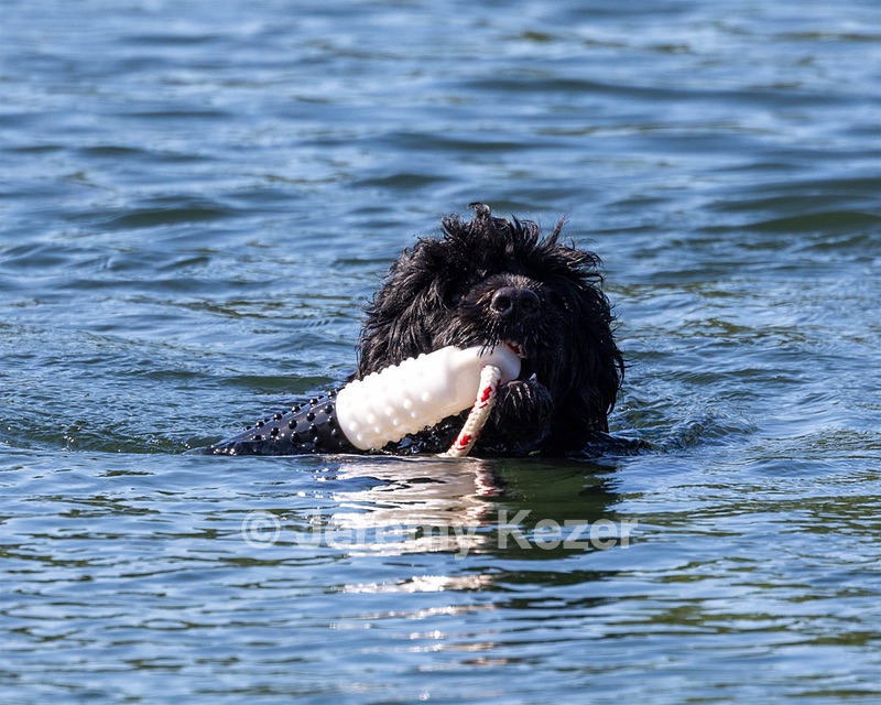 Boaty Belicose