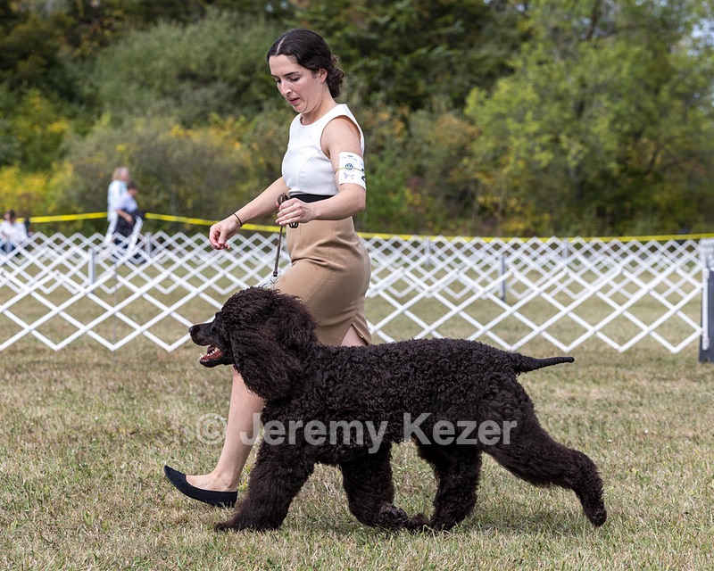 20 - Poole's Ide The More The Merrier RN DN CGC (Hattie)