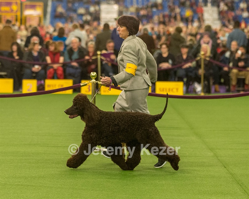 10 - GCH CH Chantico's Shelter From The Storm RN OF AX OAJ CD (Reef)