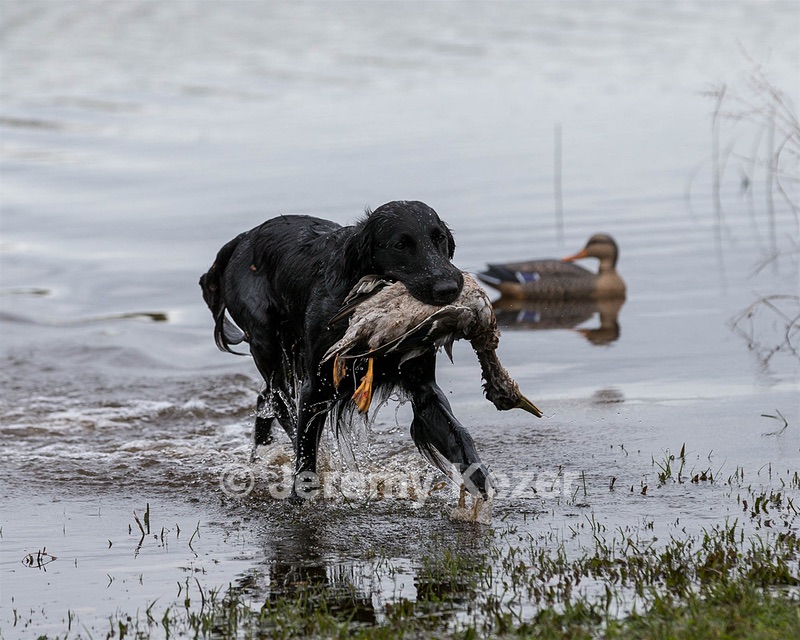 Splash Nettleton-Smilas