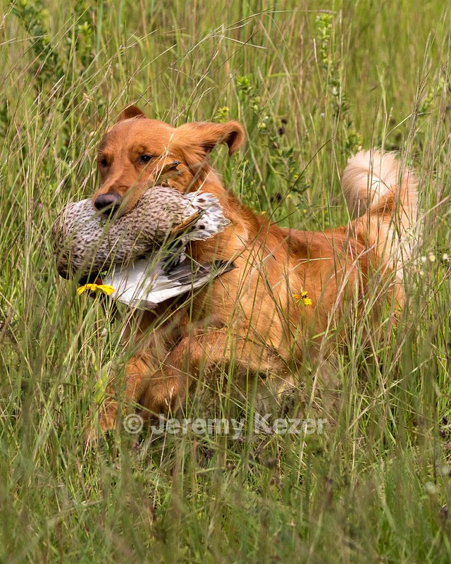 Camo Smollin