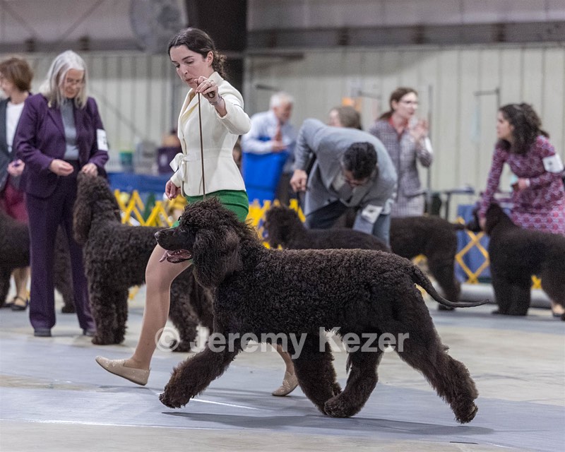09 - GCH CH POOLE'S IDE RIPTIDE RI DS CGC (Rip)