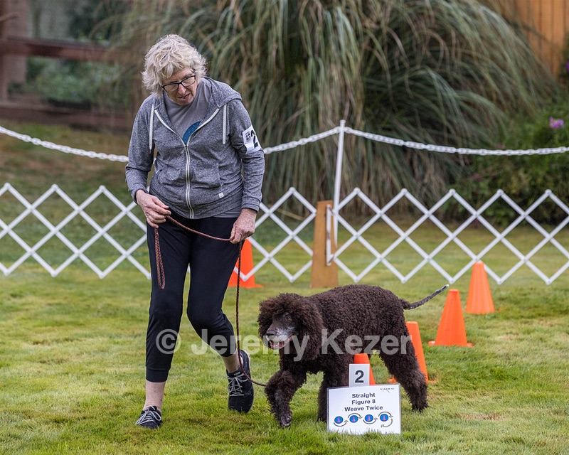 2201 - GCH CH MACH ARROYO'S BEGIN THE BEGUINE MXS MJS MXP MJP MXF T2B2 (Porter)