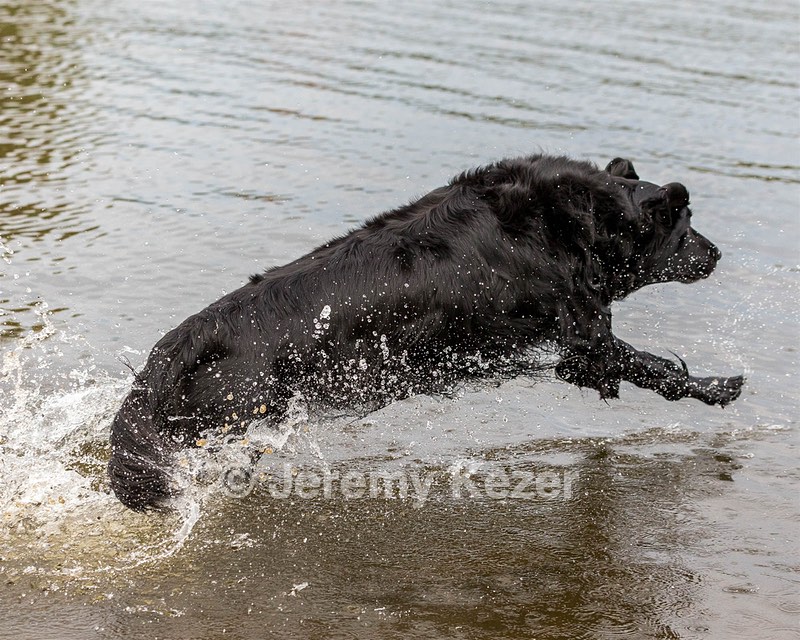 Ripple