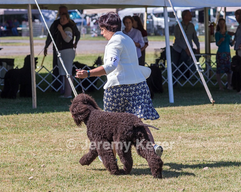 17 - GCH CHANTICO'S SHELTER FROM THE STORM RN XF MX CD RA AXJ (Reef)