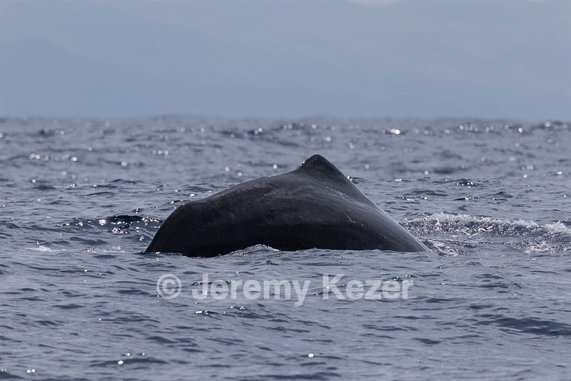 Sperm Whale