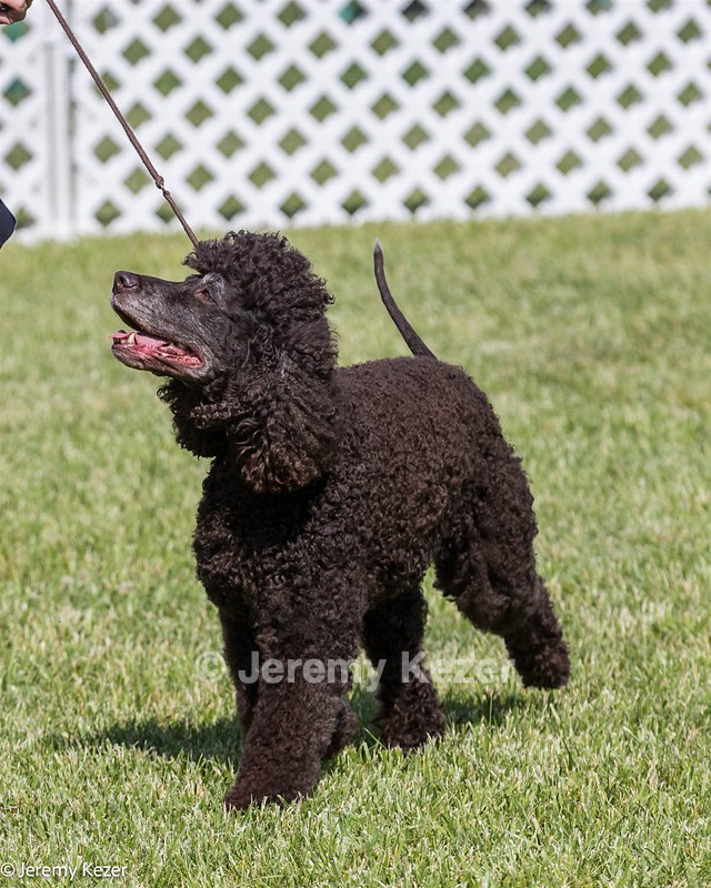 58 - GCH CH Flintcrest Firing Cupid's Arrow