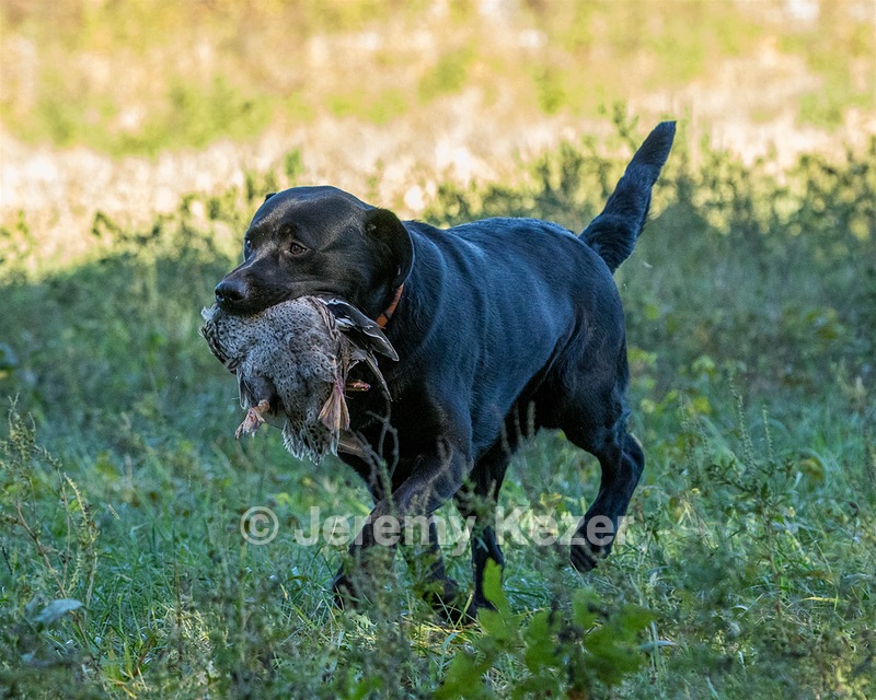 Fenway Tucker