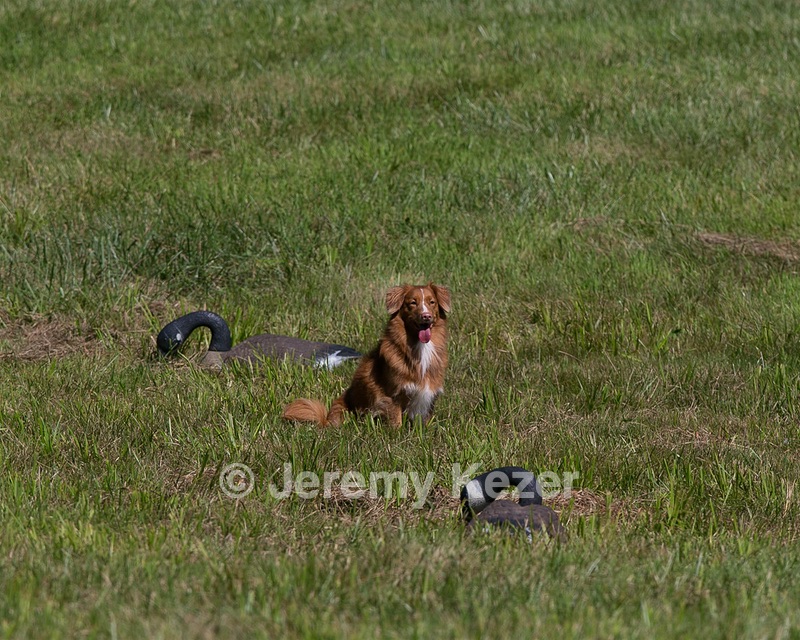 Breeze Tucker