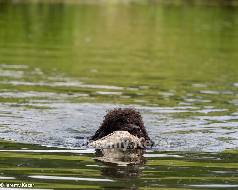 Ghillie