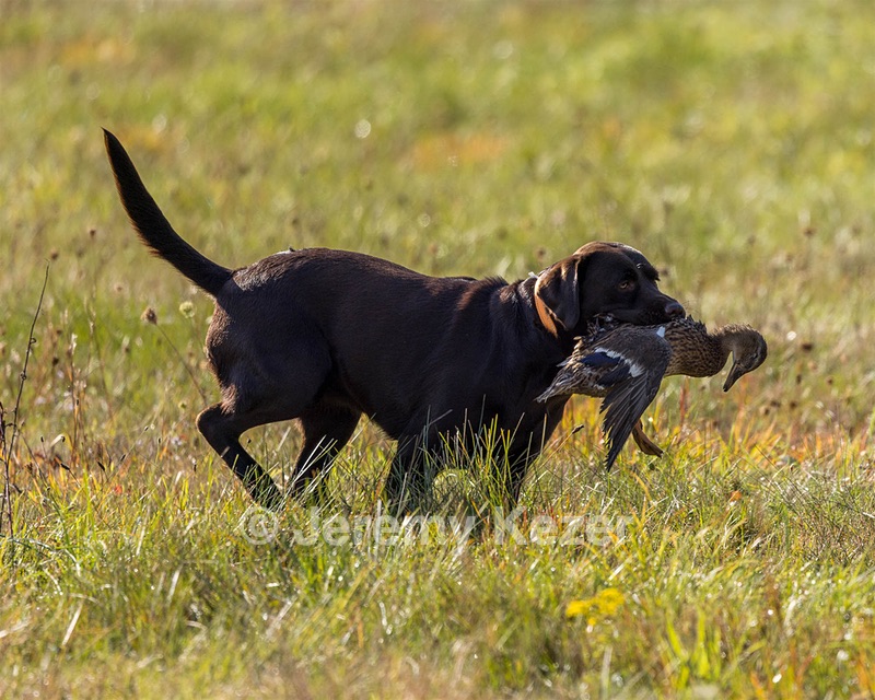 Rimfire's Spoonful of Sugar "Poppy"