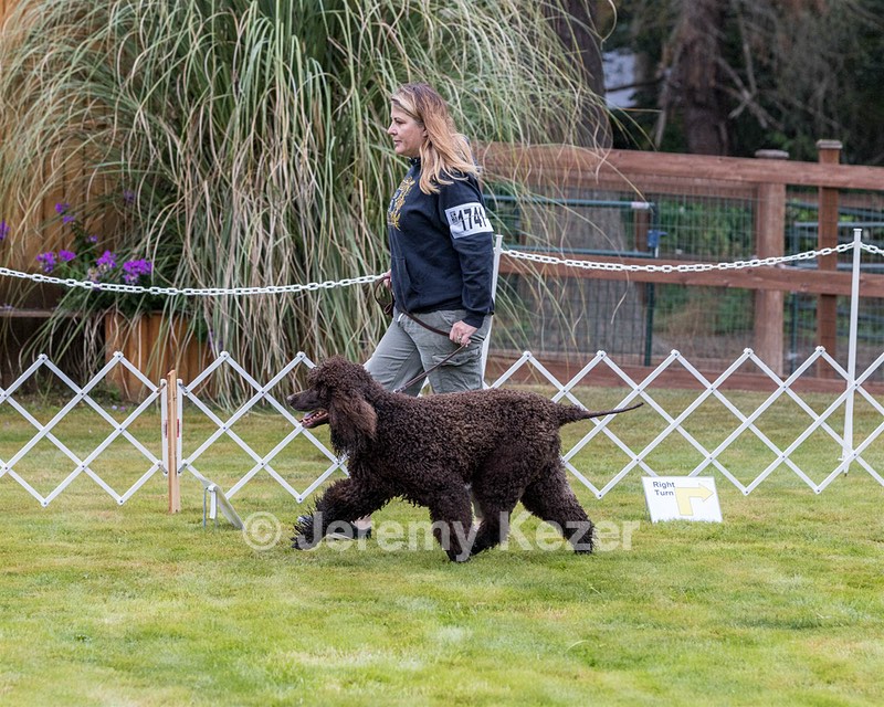 1741 - GCH CH BREKKON'S FIRST MARK CGC