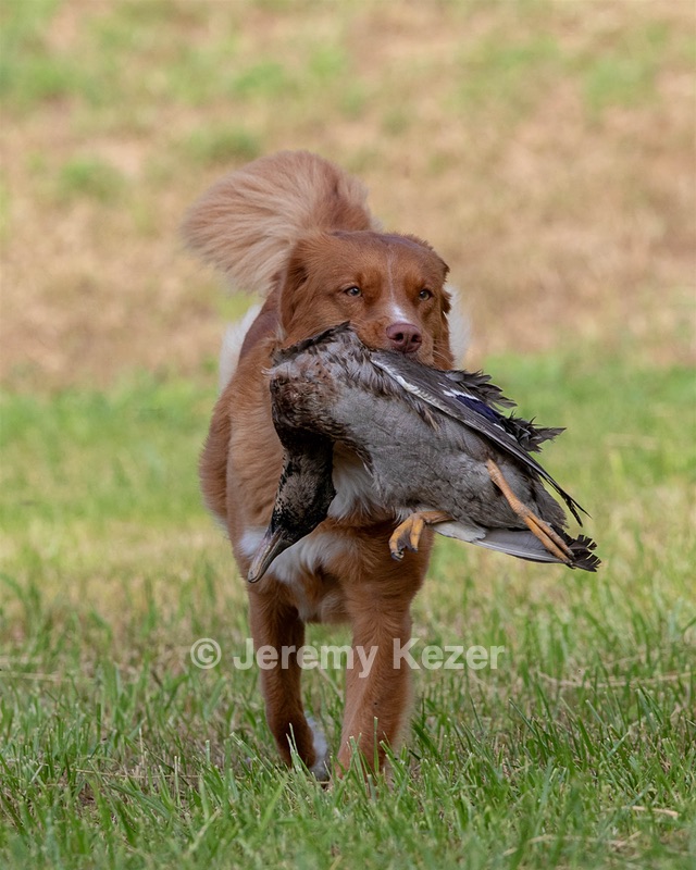 Ganser Baillargeon