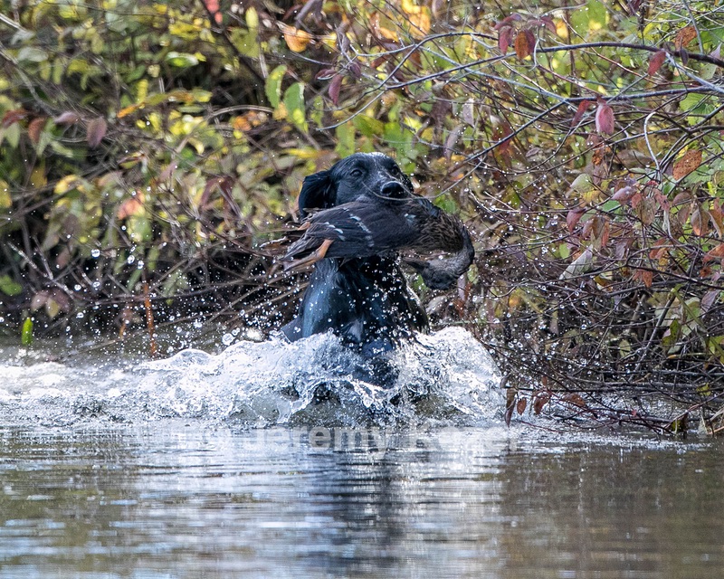 Jett