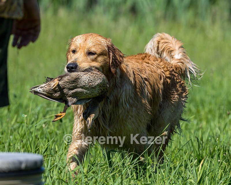 Mako Herderhurst