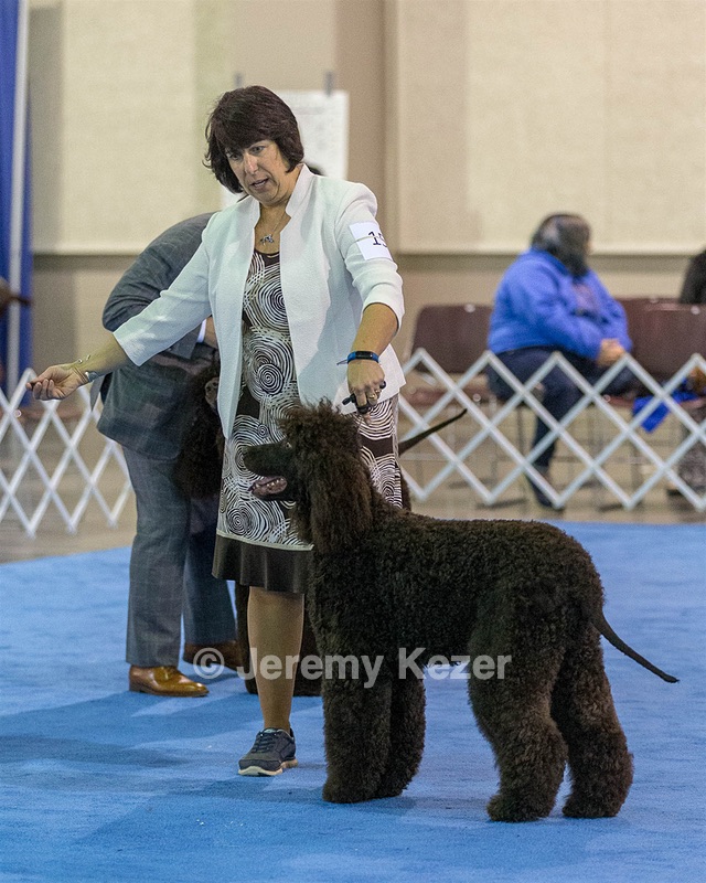 15 - GCH Am/Can CH Chantico's Shelter From the Storm Am/Can CD RN MX AJX OF DS (Reef)
