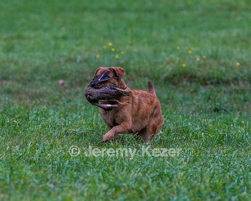 Tess