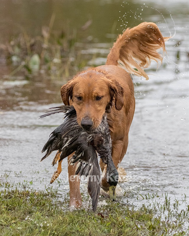 West Juckett