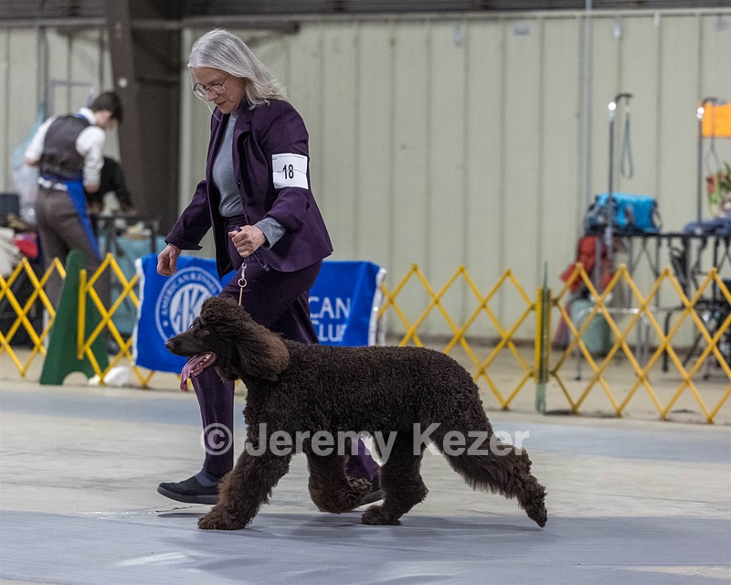 18 - CASTLEHILL'S P.S. BABY I'M A STAR AT DONNYBROOK FDC CA FCAT SWNE
SWA SIAE SEAE TKN ATT FTN (Portia)