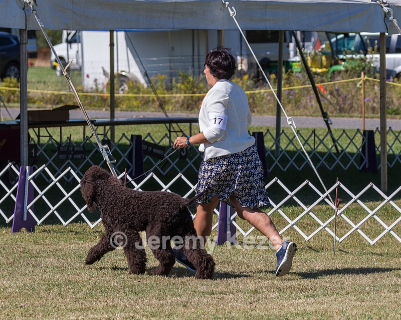 17 - GCH CHANTICO'S SHELTER FROM THE STORM RN XF MX CD RA AXJ (Reef)