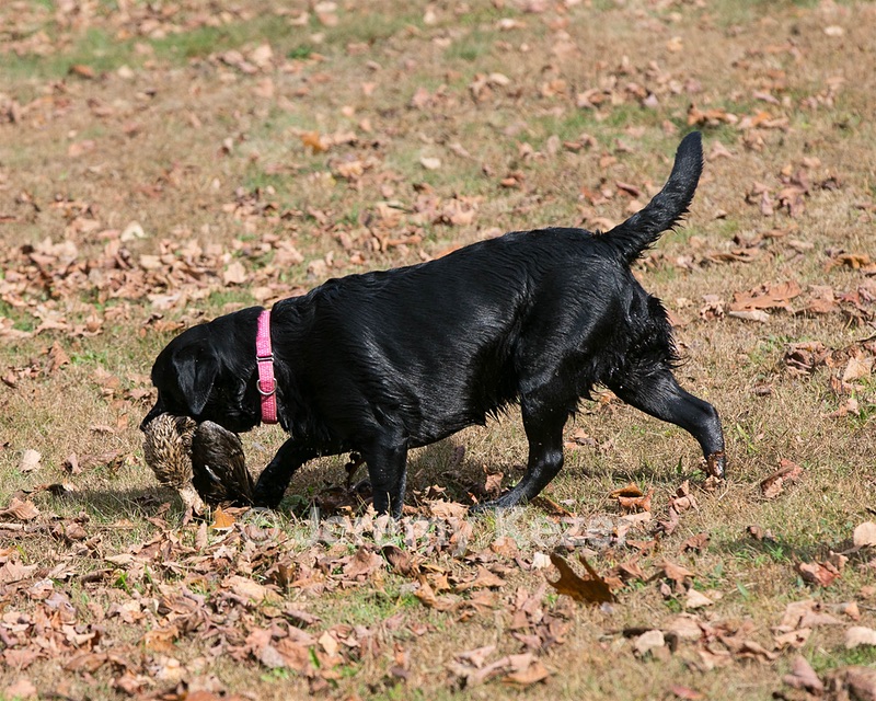 Mimi
