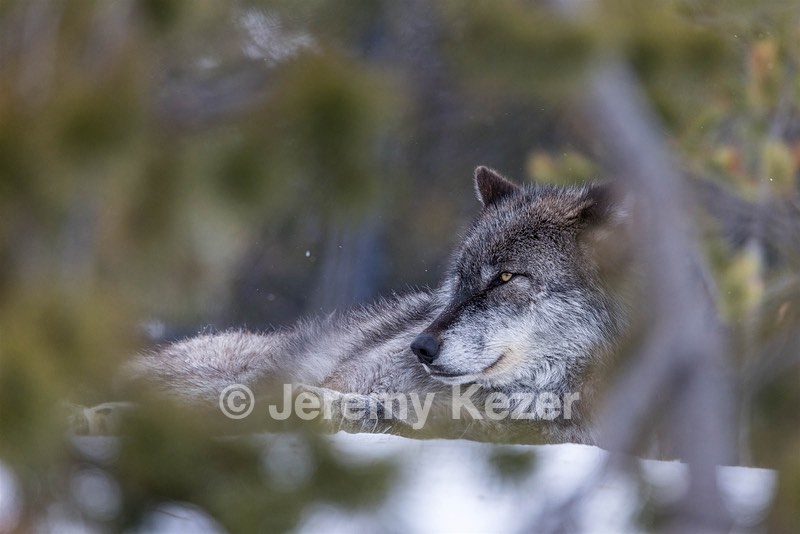 Wolf, West Yellowstone, Montana