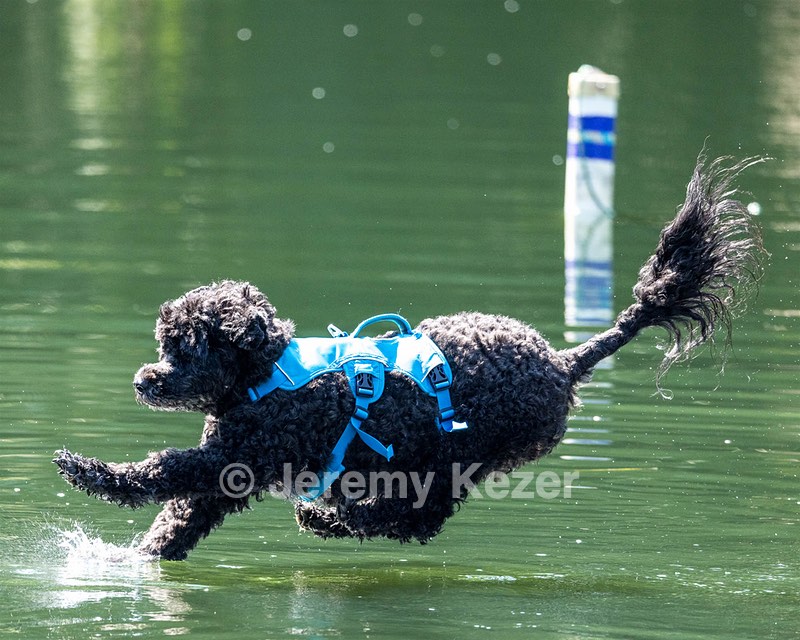 Fenwick Kutner