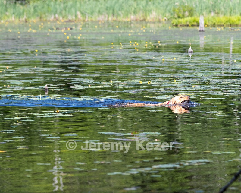 20220604-SHW-1947.jpg