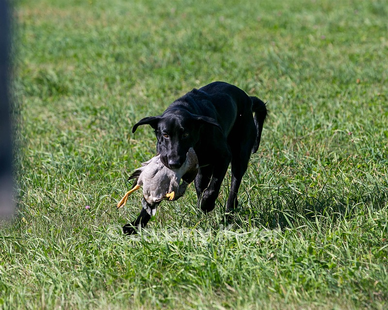 Beau