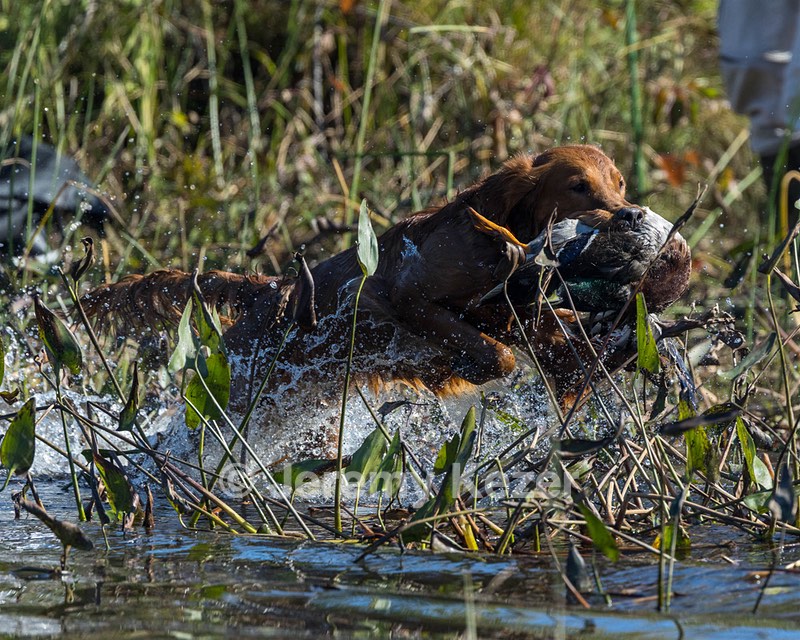 Trout Juckett