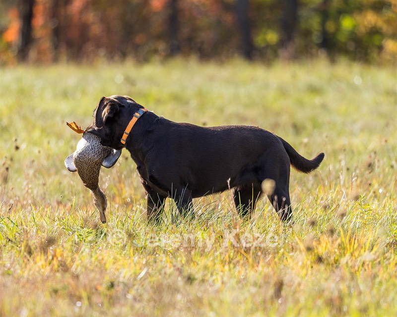 Rimfire's Spoonful of Sugar "Poppy"