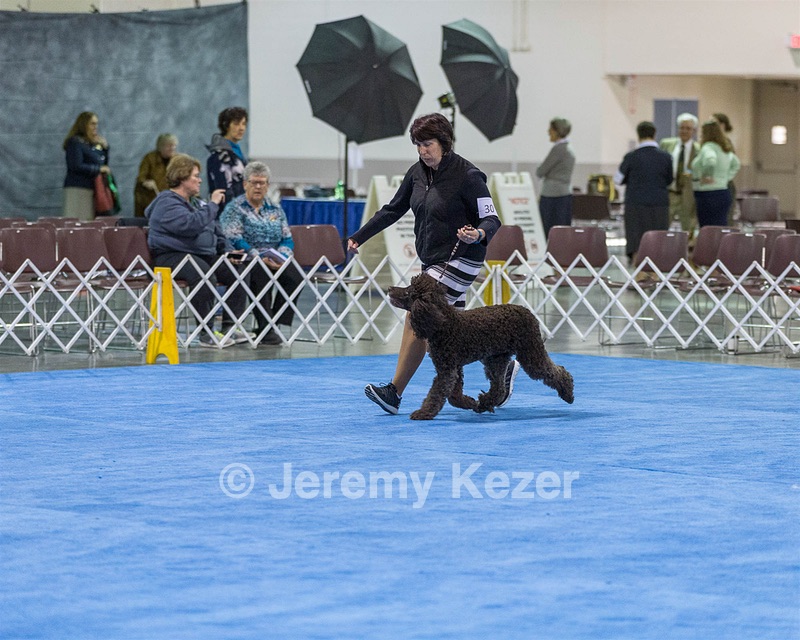 30 - GCH CH Chantico's Spirit In The Surf JH CD RA OA OAJ  NF (Selchie)