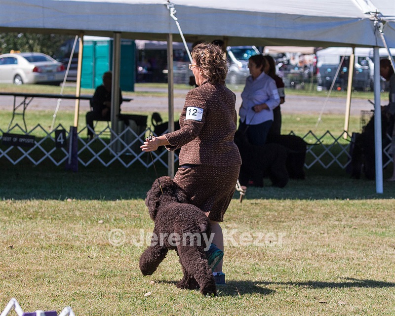 12 - GCH CHANTICO'S DARK AND STORMY,BN RN (Kiera)