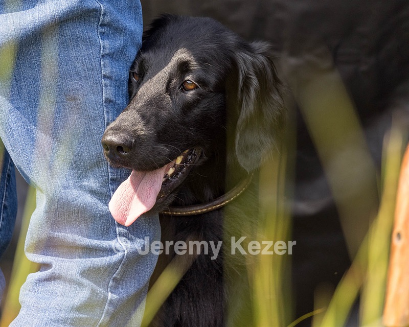 Ziva