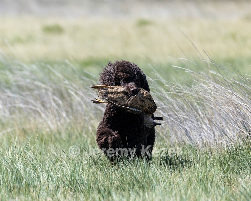 Ghillie